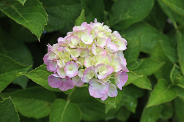６月に咲く紫陽花の花