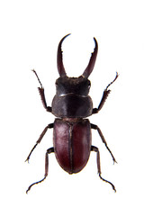 Stag beetle on the white background