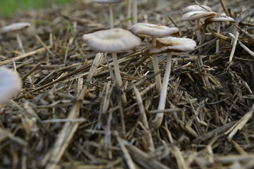 Mushrooms in the natural environment