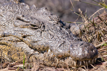 Fototapeta premium Crocodile, Chobe
