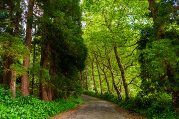 A road between some trees on a sunny day