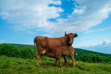 A cow on a green field feeding its offspring in Azores