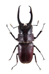 Stag beetle on the white background