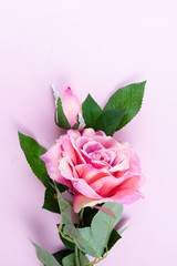 One pink blooming rose flower with a bud on pink background