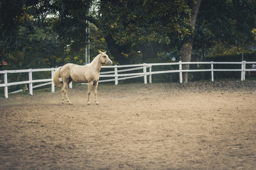 Cavalo 