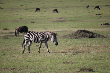 Fototapeta na wymiar Зебры / Зебра / zebra / zebras