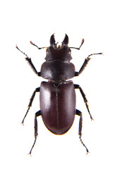 Stag beetle on the white background