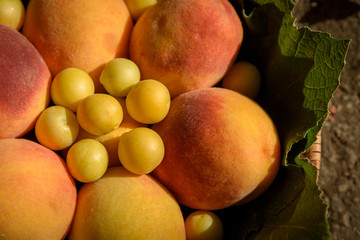 Juicy peaches and cherry plums with grapes leaves lie in a basket under the rays of a warm sunset