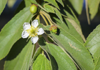 Plantas , flores , 