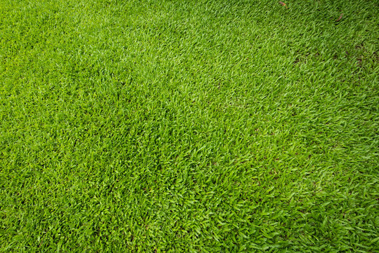 Sward background and texture, Top view and detail of turf floor at soccer field, Natural green grass backdrop