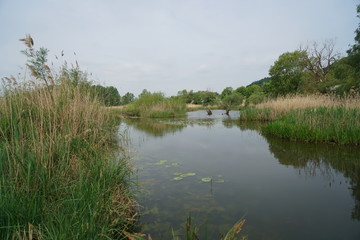 Backwater on the Danube in Germany are valuable nesting grounds for rare birds and fish Backwater, 

