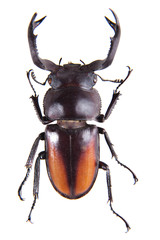 Stag beetle on the white background