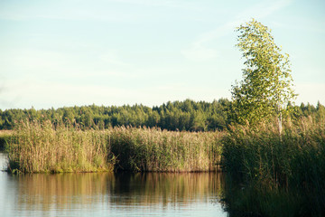 Fototapeta na wymiar A birch at the lake