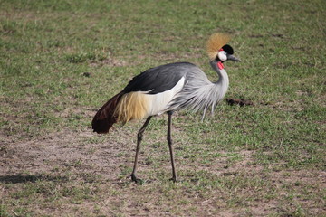 Венценосный журавль / Balearica pavonina / Журавль / crane / shadoof