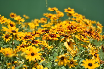 Yellow flower meadow