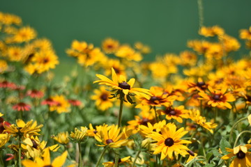 Yellow flower meadow
