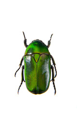 Green beetle on the white background