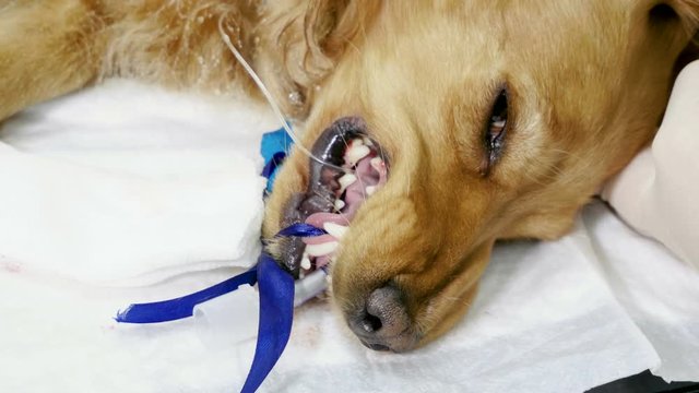 Vet cleaning teeth of red dachshund dog from tartar under anesthesia in veterinary clinic. 4K