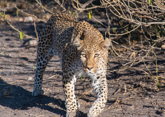 Chobe Leopard straight shot