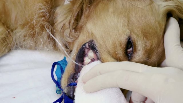 Vet cleaning teeth of red dachshund dog from tartar under anesthesia in veterinary clinic. 4K