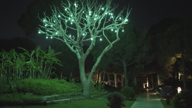 big old tree with with green lamps, night shot