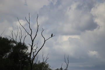 Backwater on the Danube in Germany are valuable nesting grounds for rare birds and fish Backwater, 

