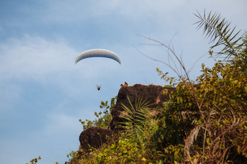 Monkeys watching a paraglider in the sky