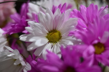 White petal daisy