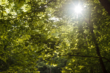 Green foliage of trees in the sun