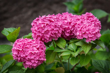 flower buds pink hydrangea