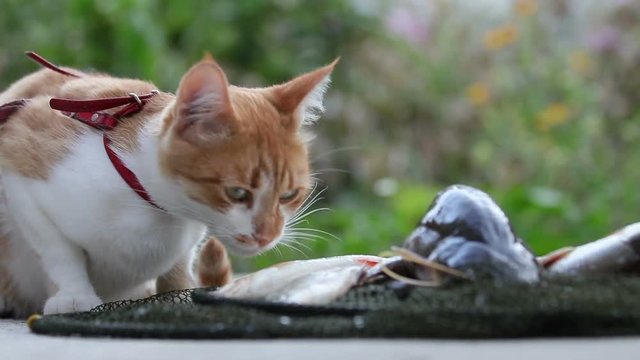 Funny beautiful amazing cute red white cat in red collar eating fresh fish on the outdoor, summer good day. Shallow depth of the field, 59.94fps.