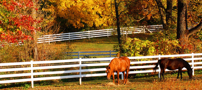 Horses in pasture during autumn