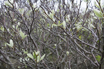 Budding Tree in Sweden 