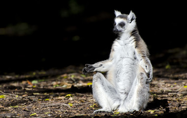 Lêmure ao Sol