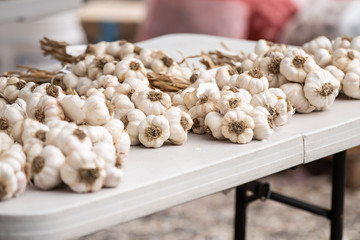 Rows of garlic laid on a table at the garlic festival event.
