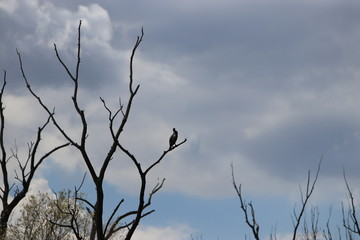 Backwater on the Danube in Germany are valuable nesting grounds for rare birds and fish Backwater, 
