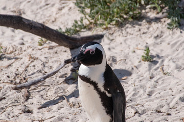 Obraz premium Penguin at Simon's Town