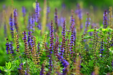 Naklejka premium The beauty of the lavender