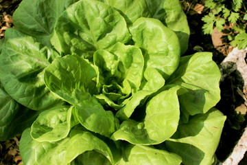 Organic vegetable garden in the city