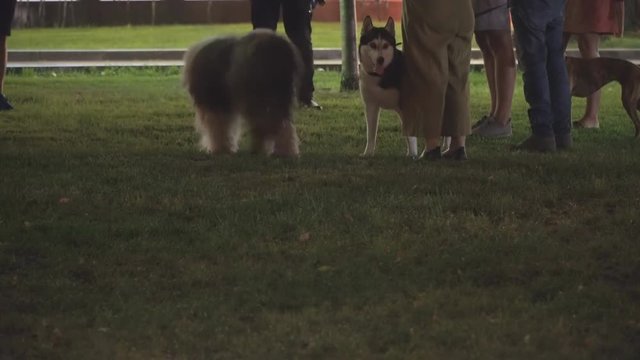 evening walk of people with dogs on the city Boulevard
