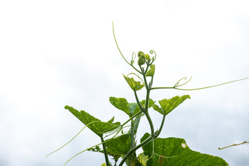 Green nature background.