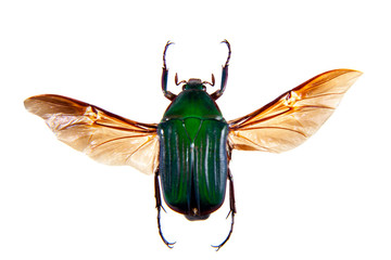 Green beetle on the white background - obrazy, fototapety, plakaty