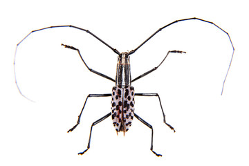 The Pine sawyer beetle on the white background