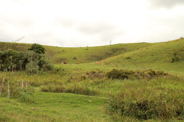 Nature of Brazil