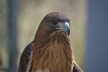 Red Tail Hawk