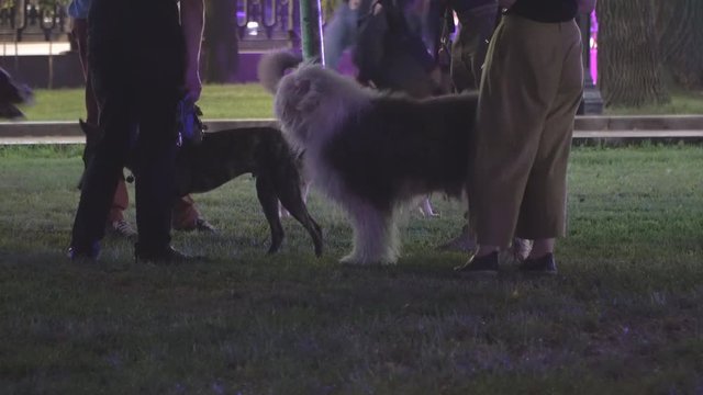 evening walk of people with dogs on the city Boulevard