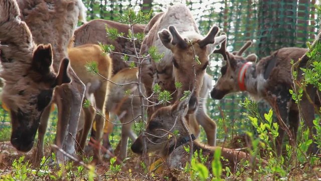 Flock Of Beautiful Nordic Reindeer In Forest During Summer. North OF Sweden.