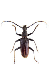 The Pine sawyer beetle on the white background