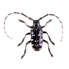 The Pine sawyer beetle on the white background