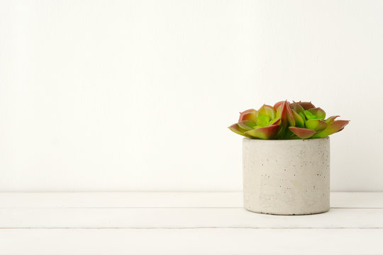 Succulent plant on white wood table and white wall background with copy space